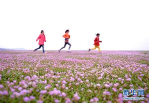 鄱阳花海醉游人