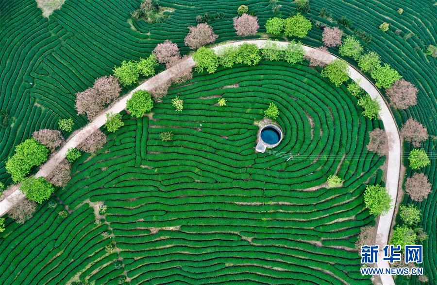 福建漳平：打造“花样”产业