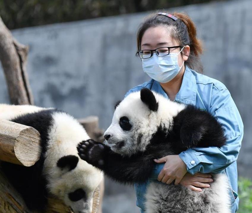 秦岭大熊猫宝宝健康成长